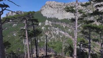 Aerial view of pine tree forest with mountain landscape. Shot. Aerial top view of green trees in forest. Wild Forest, birds eye view veins mother nature pine tree video