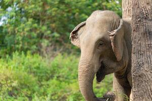 Elephant in fores in green background, Asia Elephants in Nature at Thailand photo