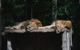 A male lion and a female lion rest in a zoo in Chiang Mai, Thailand. photo