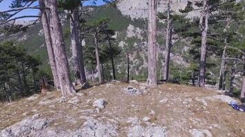 aereo Visualizza di pino albero foresta con montagna paesaggio. sparo. aereo superiore Visualizza di verde alberi nel foresta. selvaggio foresta, uccelli occhio Visualizza vene madre natura pino albero video