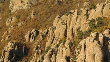 Aerial for slope of mountain in late autumn with withered grass and green pine trees. Shot. Autumn landscape of bizzare form rocks with bright autumn colors trees and grass. video