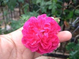 un mujer mano sostener un rosado Rosa foto