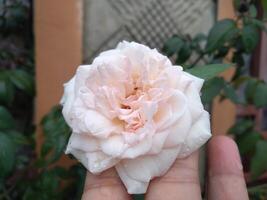 Fragrant white roses grow abundantly in the garden photo