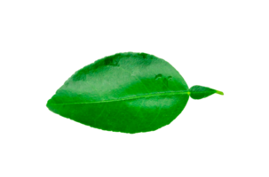 Top view of fresh green lemon leaf isolated with clipping path in png file format