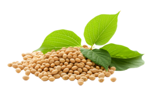 AI generated Soybean seeds with green leaves PNG