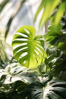 ai generado joven verde monstera deliciosa planta hoja cerca arriba en luz de sol en invernadero botánico antecedentes hogar en conserva plantas foto