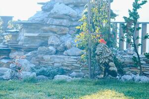 Coniferous rockery in landscaping. Different types of pine and spruce with different color needles photo