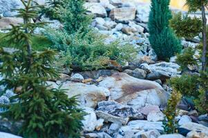 Coniferous rockery in landscaping. Different types of pine and spruce with different color needles photo
