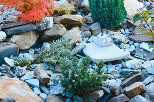 Coniferous rockery in landscaping. Different types of pine and spruce with different color needles photo