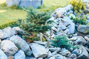 conífero jardincito rocoso en paisajismo diferente tipos de pino y abeto con diferente color agujas foto