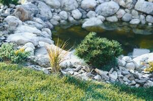 evergreen plantings in the garden center. landscaping photo