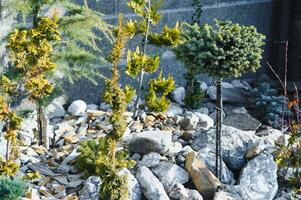 evergreen plantings in the garden center. landscaping photo