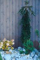 Rockery rock garden with big and small stones through which flowers grow photo