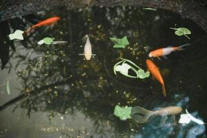 Koi fish in the garden. photo