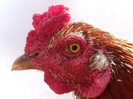 a close up of a red rooster with a white background photo