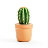 AI generated cactus in a vase isolated on white background photo