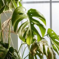 AI generated Withered monstera leaves, neglected ornamental plants, home plants, improper care photo