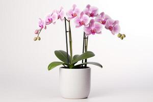 AI generated Pink orchid in a white flowerpot on white background. isolated object. photo