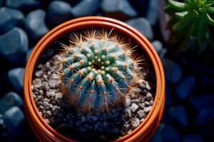 AI generated Succulent, cactus in a pot, top view. Care for domestic plants. Unpretentious flower. photo