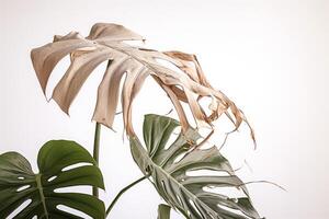 AI generated Withered monstera leaves, neglected ornamental plants, home plants, improper care photo