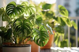 AI generated Home plants in white pots. Lighting - sunlight. Pots stand on the windowsill. Copy space for text photo