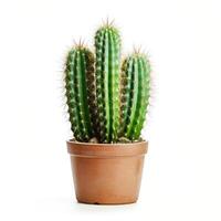 ai generado cactus en un florero aislado en blanco antecedentes foto