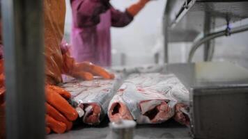 Red fish preparation at processing factory close-up to hands Red fish transformed into culinary delicacy. Red fish key ingredient in restaurant dishes Celebrating taste of ocean in every dish. video