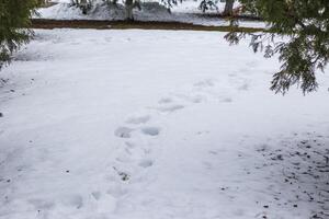 Landscape shot of the snow with footprints. Concept photo