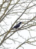 Close up shot of the raven with some bone in its beak on the winter day. Concept photo