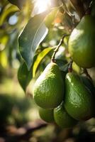 ai generado un rama de aguacate en árbol en el luz de sol. ai generativo Arte foto