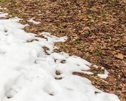 Landscape shot of the snow with footprints. Concept photo