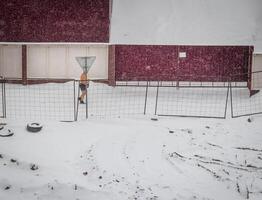 Shot of the man walking outdoors only in shoes and shorts during winter time photo