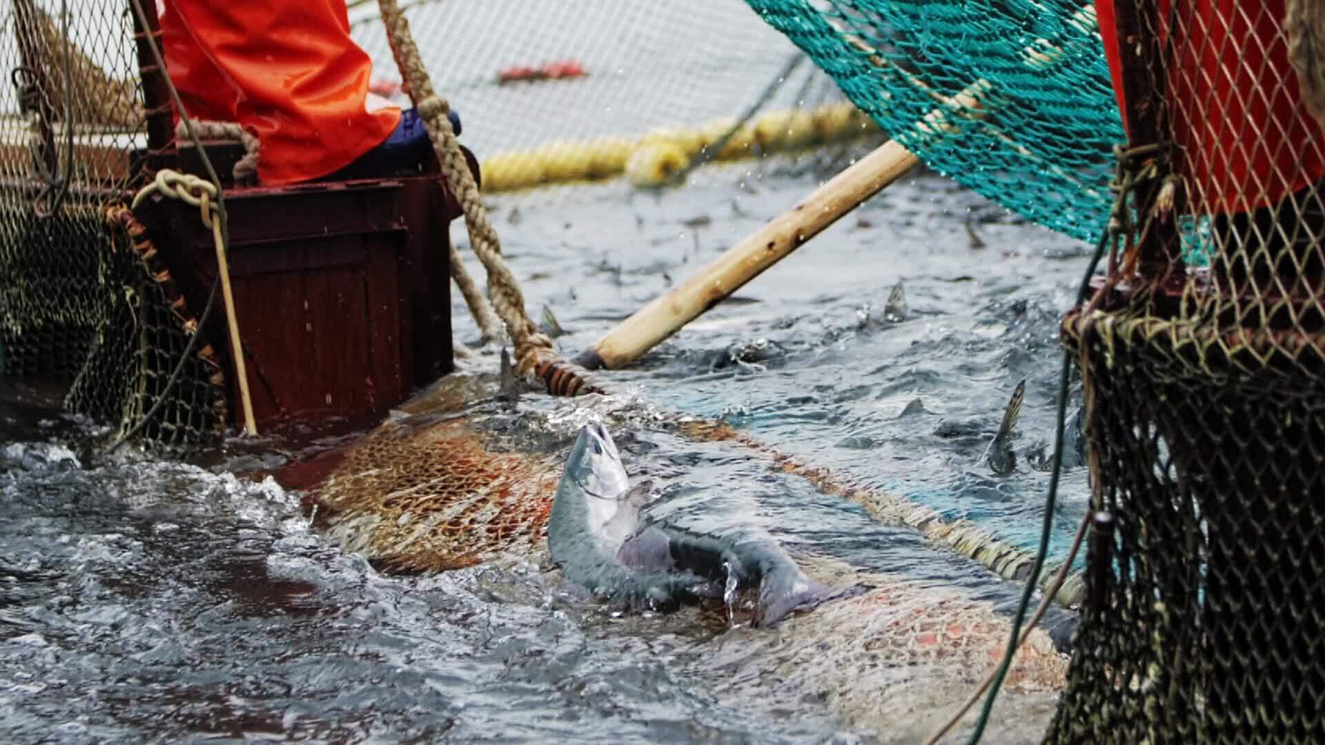 https://static.vecteezy.com/system/resources/thumbnails/038/354/373/original/fishing-in-close-up-slow-motion-nets-capturing-red-fish-fishing-gateway-to-marine-delicacies-fishing-sourcing-red-fish-for-gourmet-dishes-essential-for-bringing-ocean-s-bounty-to-table-video.jpg
