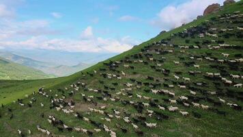 Flock of sheep runs through green Actoprak pass aerial view natural beauty tranquility Sheep flock in majestic mountains beauty serene. Flock of sheep symbol of unspoiled wilderness serenity calm. video