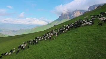 ein Herde von Schaf läuft entlang das grasig Steigung von ein Berg. Drohne Sicht. Tier Haltung im das Berge. Berg Spitzen im das Wolken video