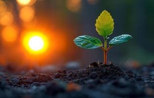 AI generated A plant growing in the dirt. A beautiful young plant emerges from the earth, illuminated by the warm glow of the setting sun. photo
