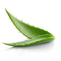 AI generated Aloe vera plant with fresh green leaves and drops, isolated on white background, Natural remedies from a plant concept, generative AI photo