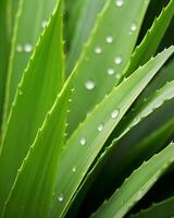 AI generated Aloe vera plant with fresh green leaves and drops, Natural remedies from a plant concept, generative AI photo