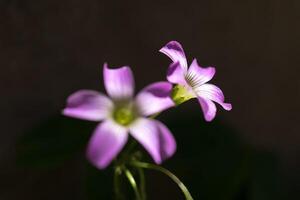 bonito flores debajo el brillante Dom decorando un jardín foto