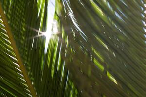 Palm trees with their leafs and branches swinging under the warm light of the sun photo