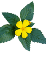 Bright yellow flowers with five petals and bright green leaves with clearly patterned leaves png