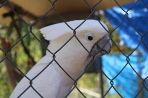 simpático blanco cacatúa pájaro en un jaula a un caricias zoo foto