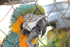 hermosa loro sentado en un jaula a un zoo foto