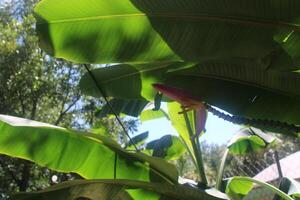 Banana Fruit Tree Blooming In The Summer. photo