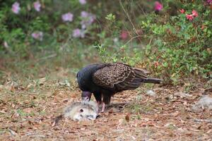 Red Headed Vulture Feeding On RoadKill. photo