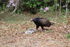 Red Headed Vulture Feeding On RoadKill. photo