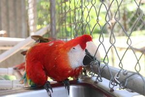 hermosa loro sentado en un jaula a un zoo foto