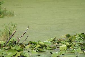 paisaje alrededor un pequeño pantano en tampa Florida con fauna silvestre. foto