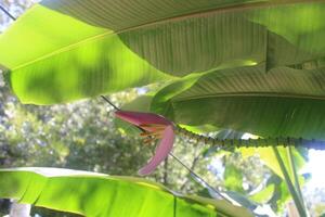 Banana Fruit Tree Blooming In The Summer. photo