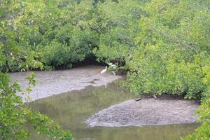 Landscape around Philippe Park In Safety Harbor Florida photo